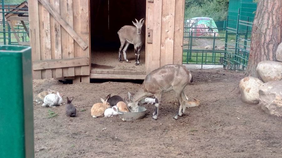 Кланы костромских кроликов захватили зоопарк