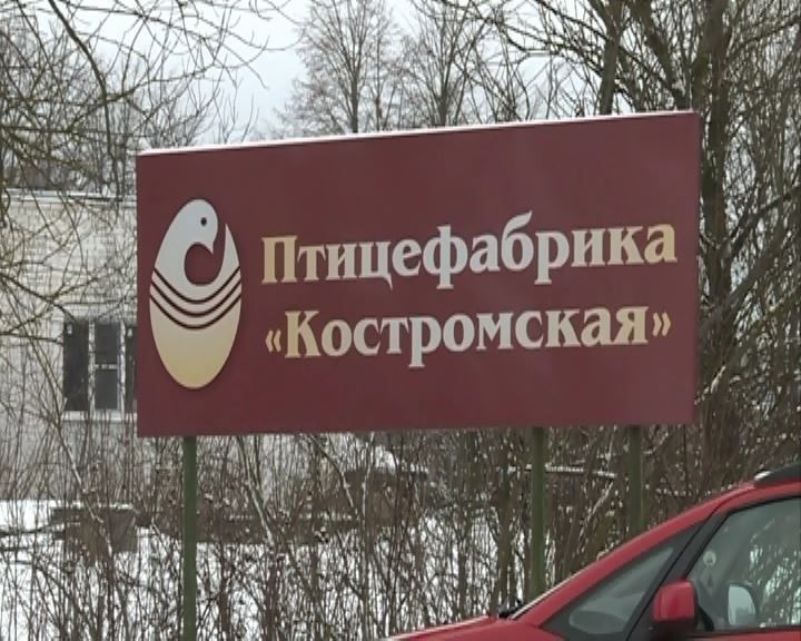 Опять? На птицефабрике «Костромская» снова вспыхнул птичий грипп