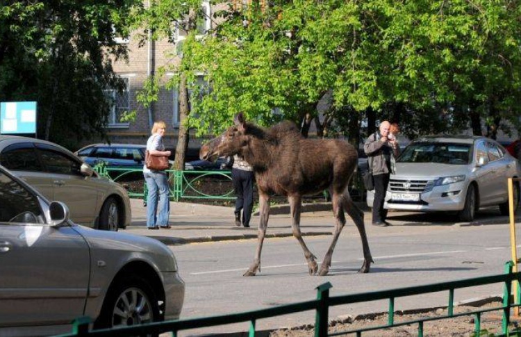 Лося в центре Костромы ловили все спецслужбы города