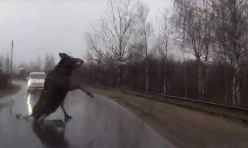Начинается период нападений лосей на водителей в Костроме