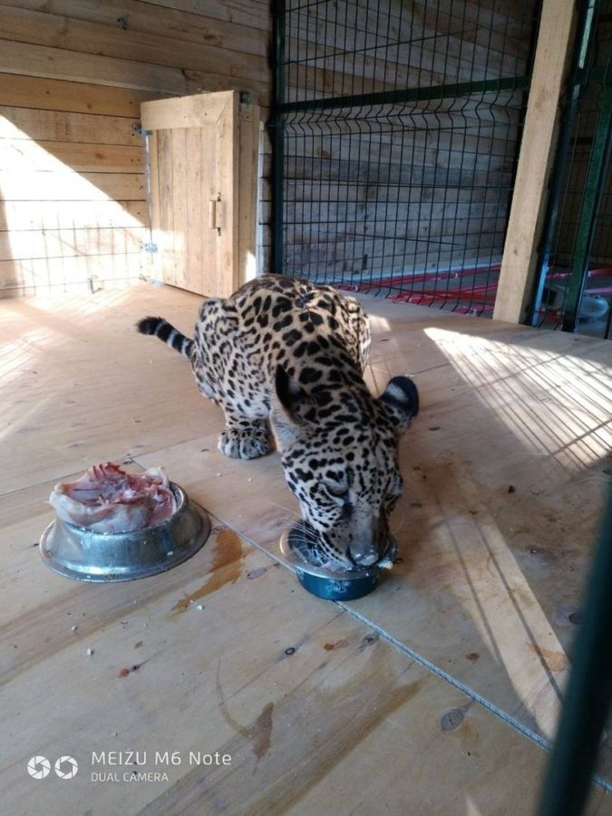 Завтрак ягуара в  зоопарке Костромы покорил пользователей соцсетей