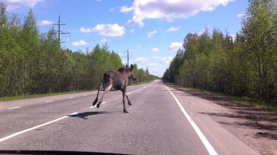 Костромские водители убили на дорогах десятки лосей