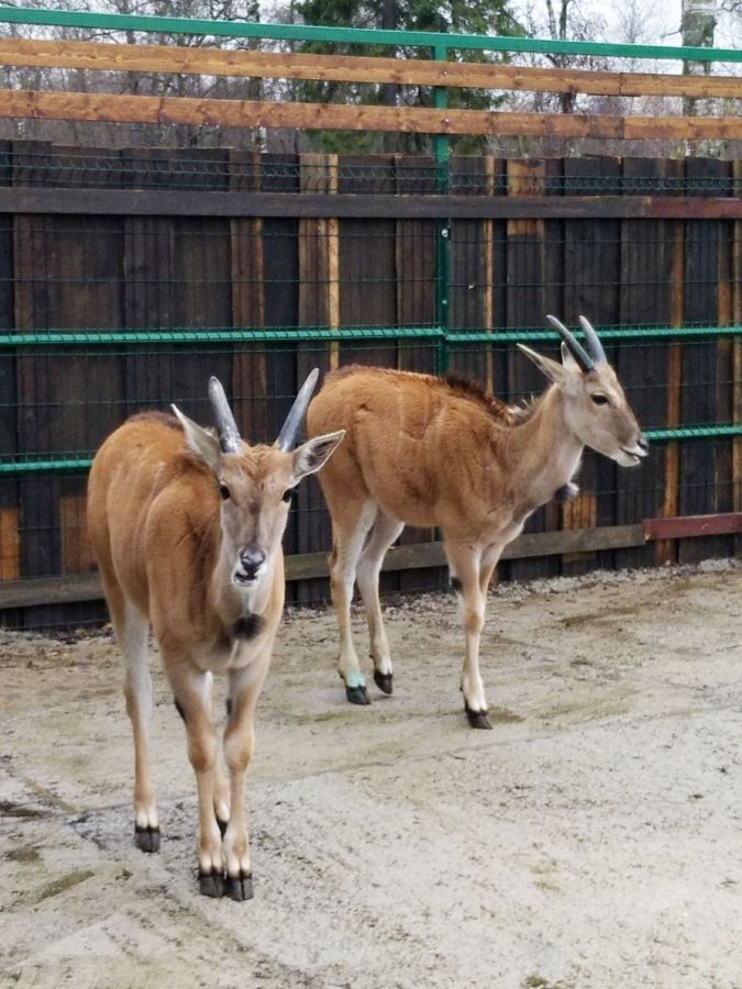 Паре антилоп в костромском зоопарке построили дворец с теплыми полами
