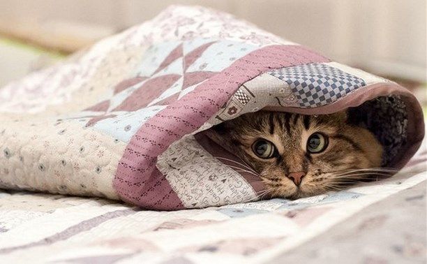 Жители домов на центральных улицах Костромы будут мерзнуть до вечера