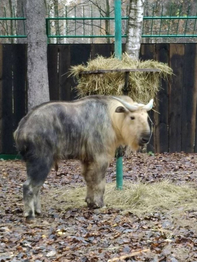Малоизученное животное появились в костромском зоопарке