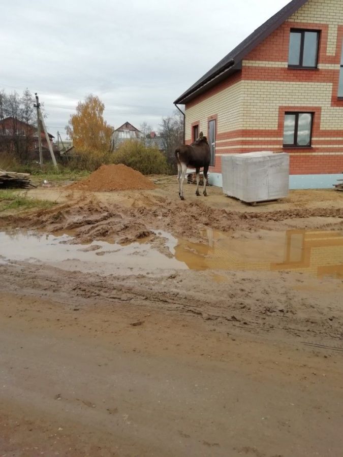Красавица-лосиха облюбовала коттедж под Костромой