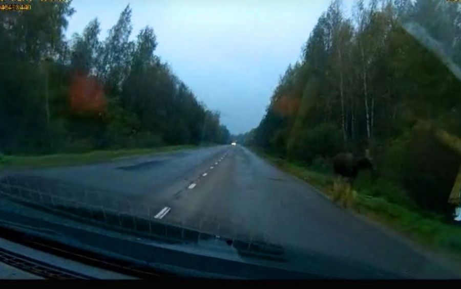 Печальный лось пугает своим видом водителей возле костромского кладбища