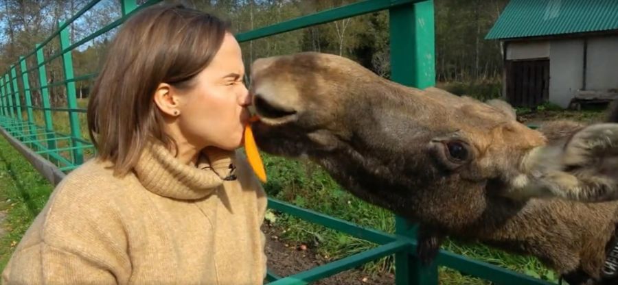 Костромские лоси облизали ведущих Первого канала