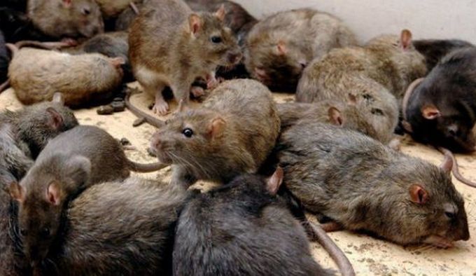 Наглые костромские мыши держат в страхе целый город