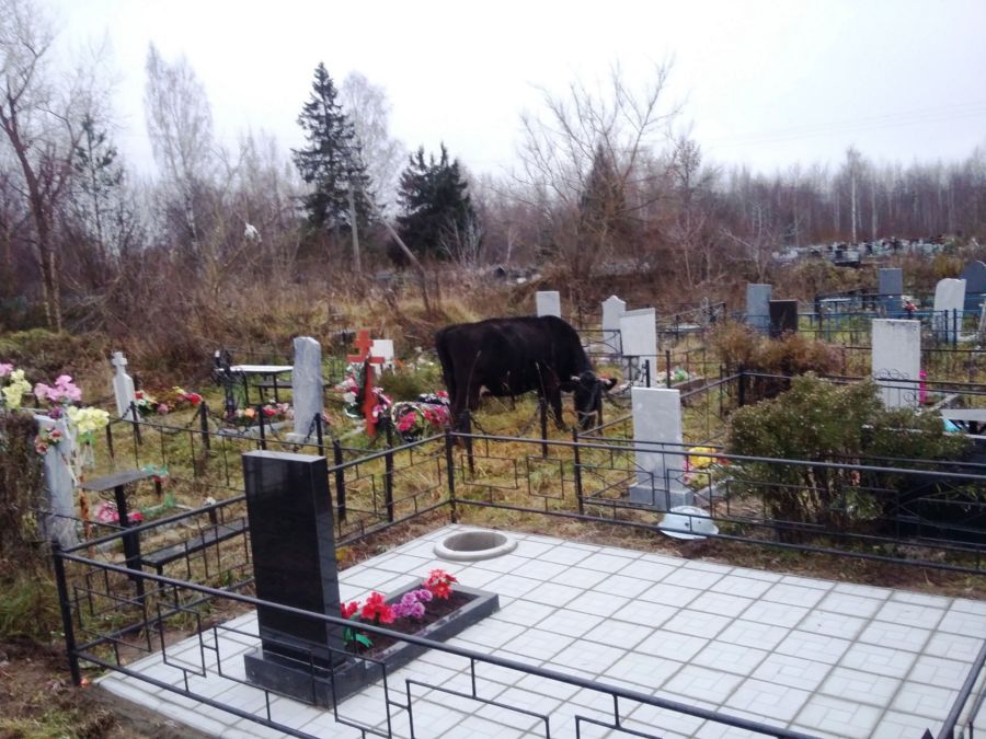 Домашние животные устроили пир на костромском кладбище