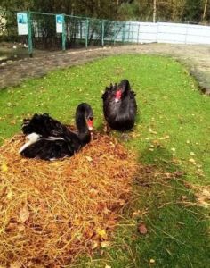 Романтичная пара черных лебедей в зоопарке Костромы впервые стала родителями