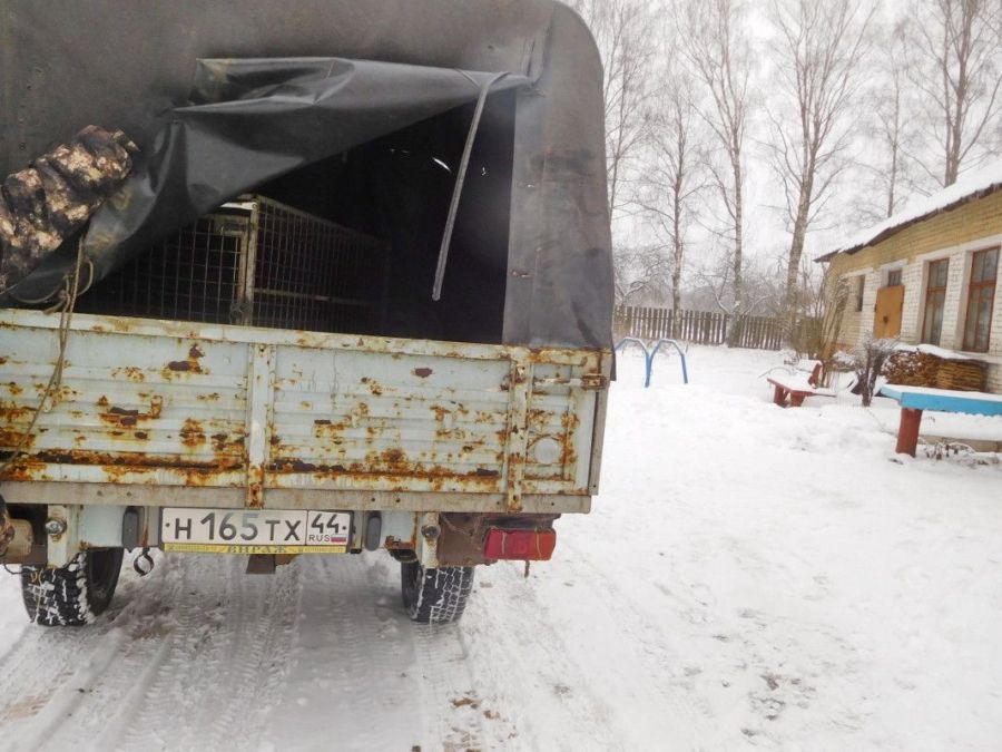 Грузовик бездомных собак отправили в Кострому из соседнего региона