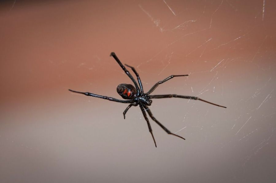Костромичам рассказали, как обезопасить себя от ядовитого паука в сухофруктах