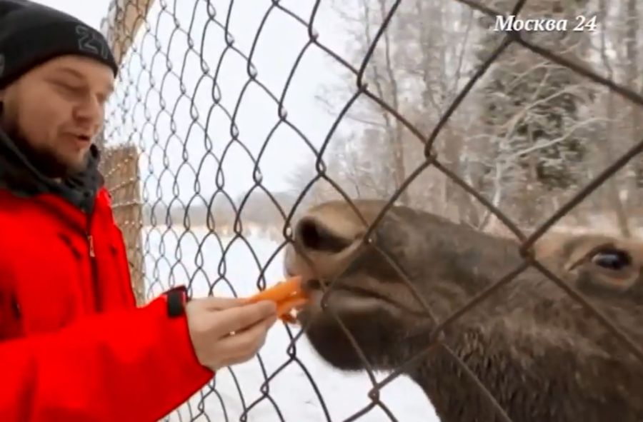 Ведущий телеканала «Москва 24» удивил костромских лосей своим поведением