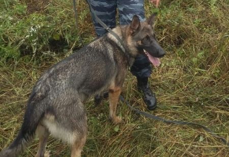 Костромич напал на полицейского с собакой