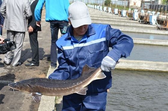 Костромскую область похвалили за продажу рыбы в Австралию и Таиланд