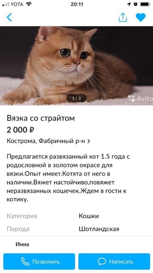 Костромские полицейские спасли кошку от сексуального рабства