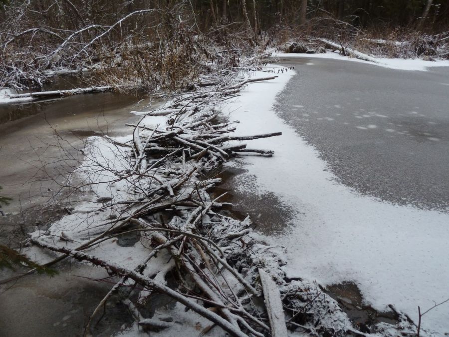 Костромские бобры грызут лед из-за голода