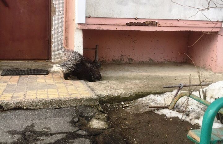 Прогулка дикобраза по городу в Костромской области взорвала соцсети