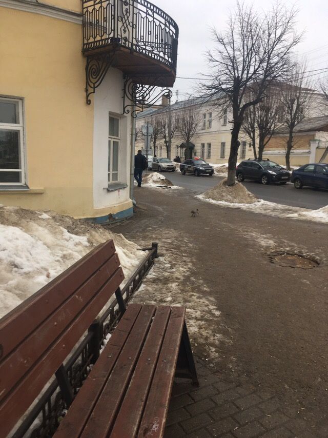 Самоуверенная белка вернулась к администрации Костромы