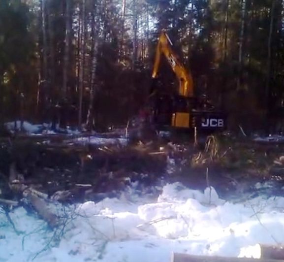 Экопоселенцы под Костромой объявили войну вырубке леса, где живут
