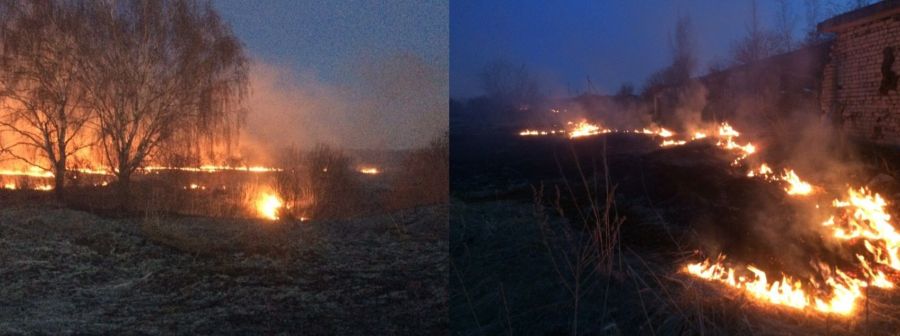 Костромским приютам для животных угрожает огонь