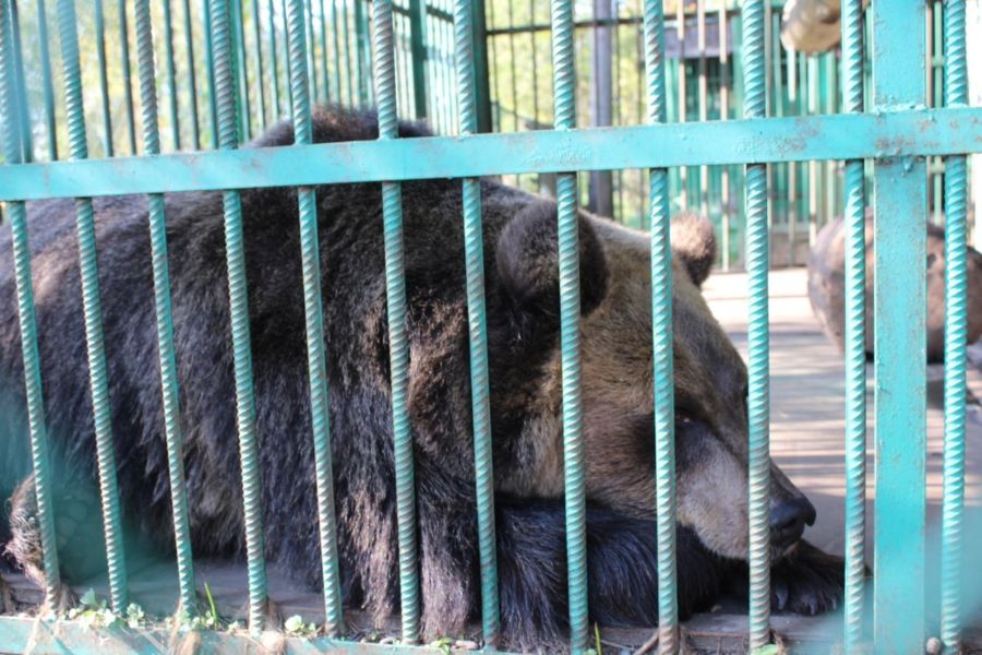 Медведь в зоопарке  Костромы разодрал кролика на глазах молодой мамы с сыном
