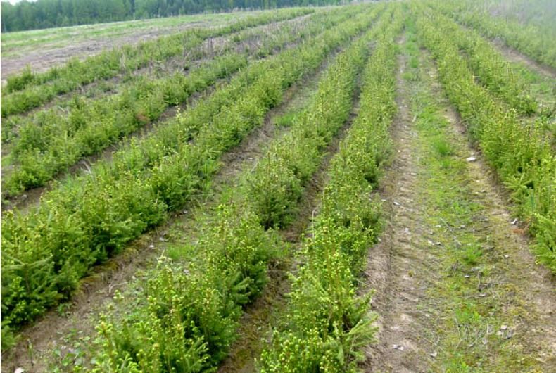 Вырубленные пространства Костромской области засадят деревьями на миллионы рублей