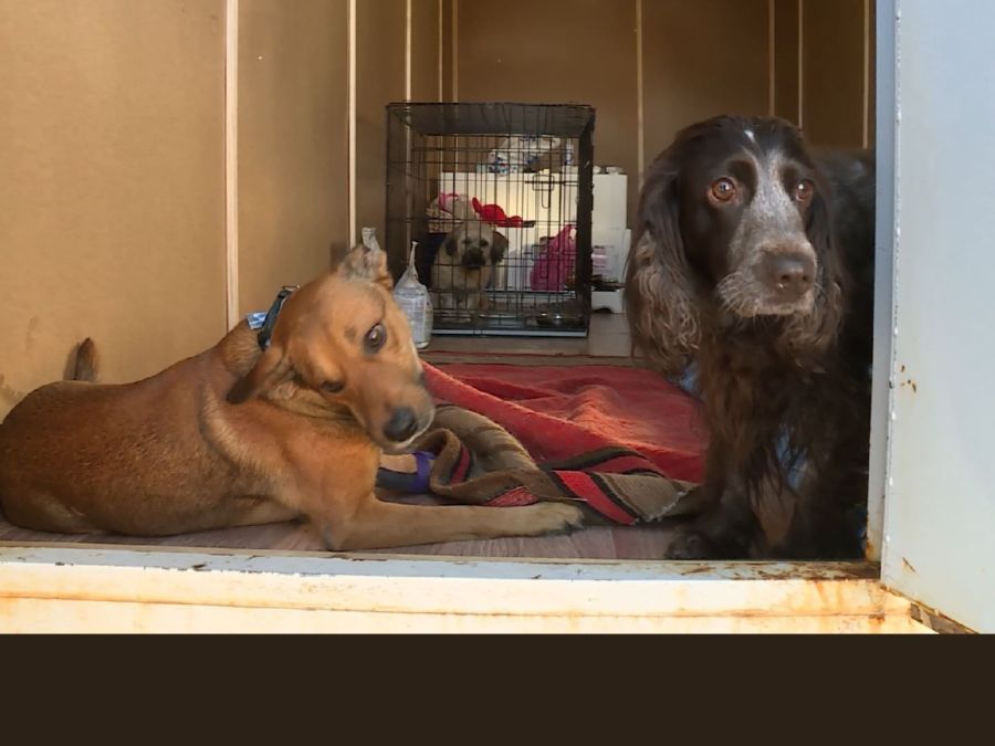 Собаки с желтыми клипсами  в Костроме: не надо удивляться и пугаться