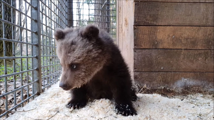Костромского медвежонка спасли от голодной смерти