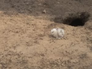 Ми-ми-мишность зашкаливает: крольчата делают первые шаги в костромском зоопарке (ВИДЕО)