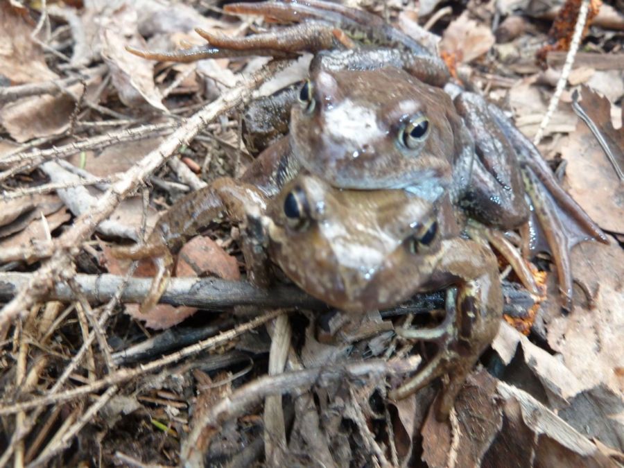 Секс жаб возмутил жителей Костромской области