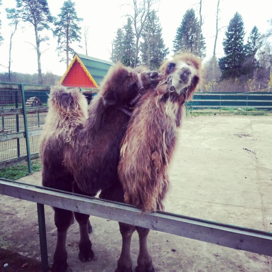 Поцелуй верблюдов в Костроме стал хитом соцсетей
