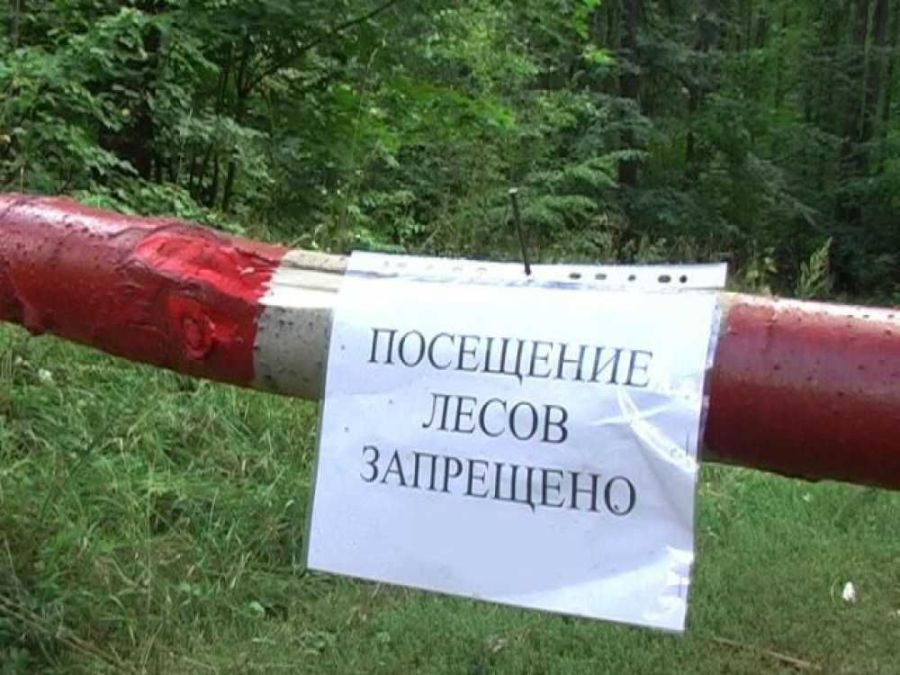 В Костромской области из-за пожаров могут закрыть доступ в леса