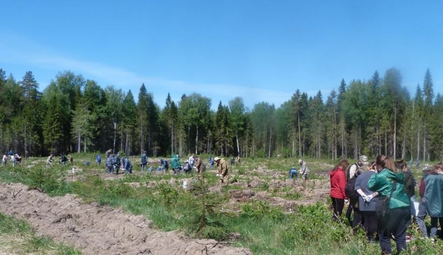 Костромичи бодро и весело посадили 90 тысяч деревьев