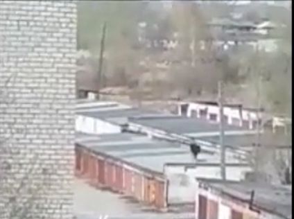 Гулявшая по крышам корова поразила костромичей