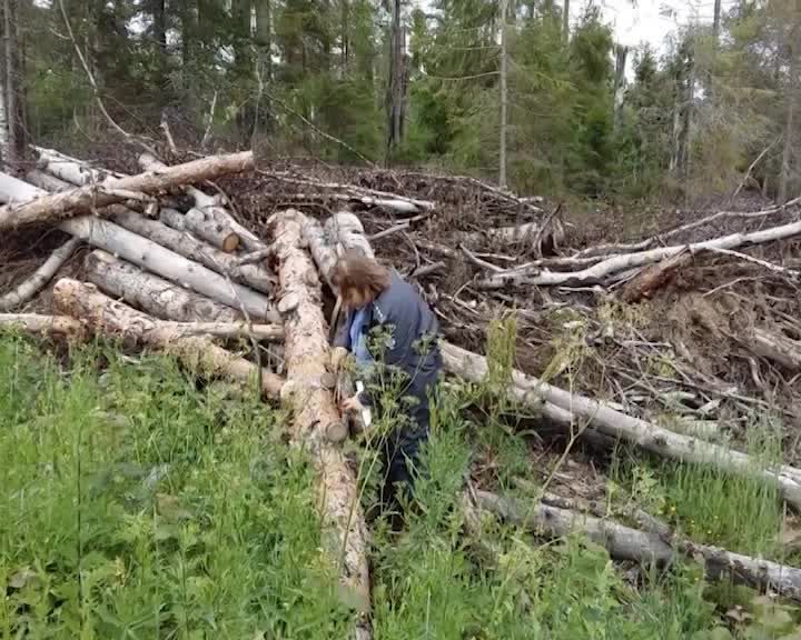 Лес в Костромской области оказался заражен опасным черным усачом
