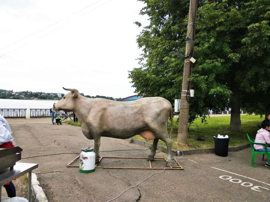 «Здрасте, я – корова»: что не так с фестивалем сыра в Костроме?