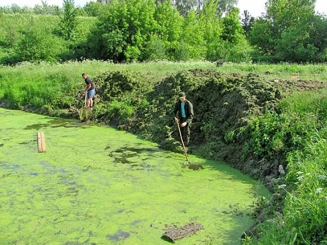 Костромские парни наглядно показали чиновникам, как нужно очищать пруды