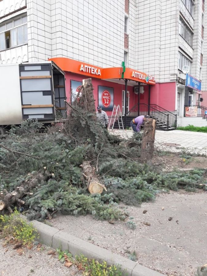 Раскрыта тайна вырубки знаменитых голубых елей на проспекте Мира