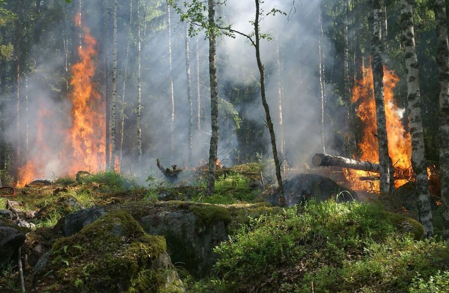 Владелец свалки в Костромской области сжег лес вместе с мусором