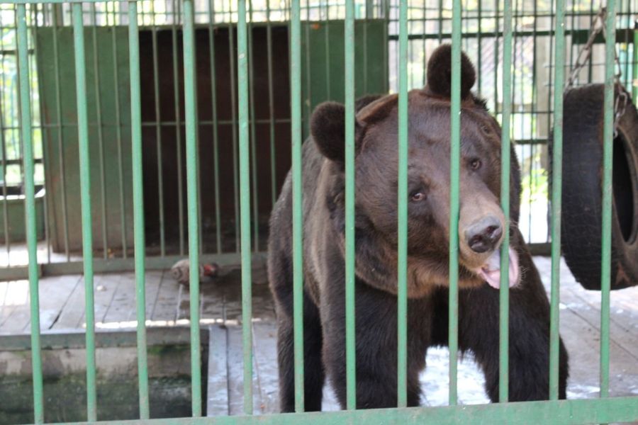 В Костроме появится домик трех живых медведей
