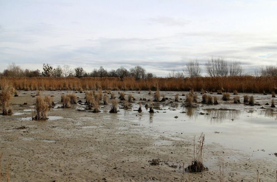 Чиновники опровергли уничтожение урожая ядовитым озером под Костромой