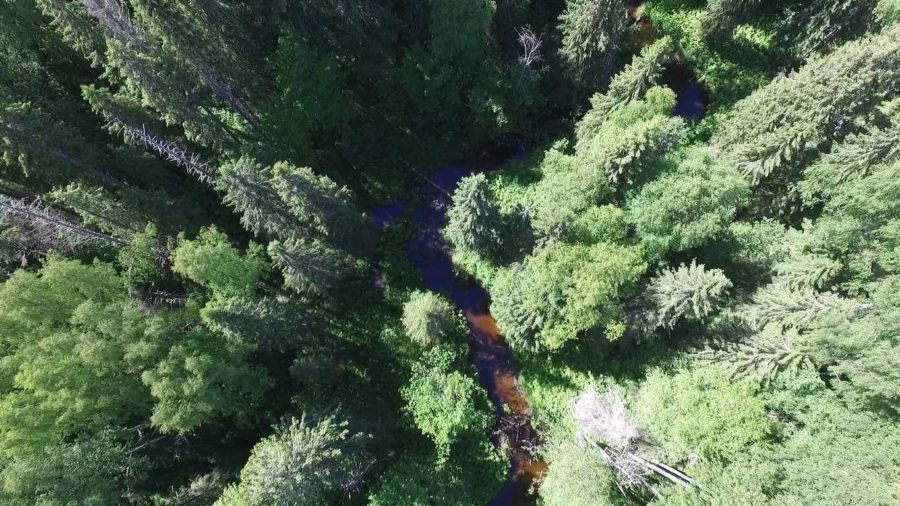 Видео заповедного костромского леса заворожило зрителей