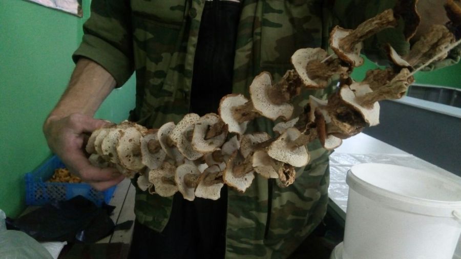 Грибной сезон в разгаре: сколько стоят грибы в Костроме