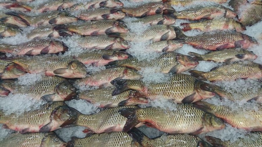 250 килограммов опасных морепродуктов обнаружили в Костромской области