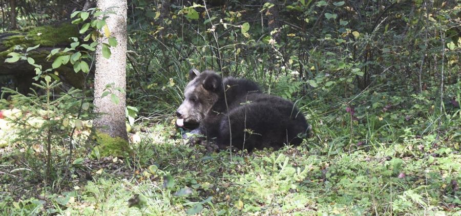 Осторожно, милота: медвежонка-сироту вернули в костромские леса