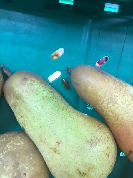 Жирный таракан прогуливался среди фруктов в костромской «Десяточке»