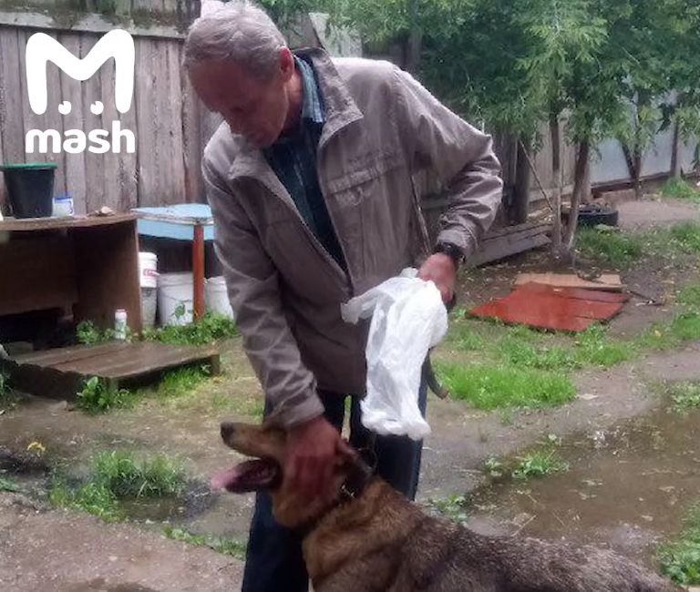 История костромской собаки потрясла сотни тысяч россиян