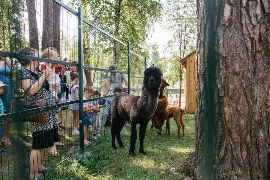 Костромской зоопарк станет бесплатным для детей на 1 день